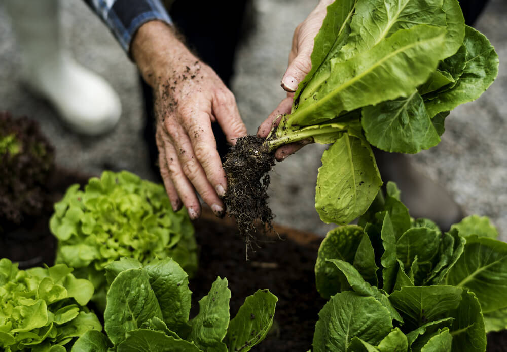 Lettuce-in-wooden-shed