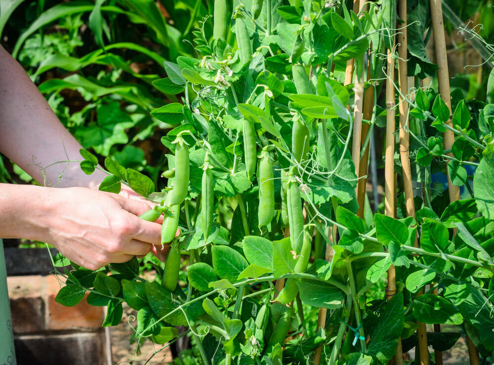 beans-and-peas-wooden-shed