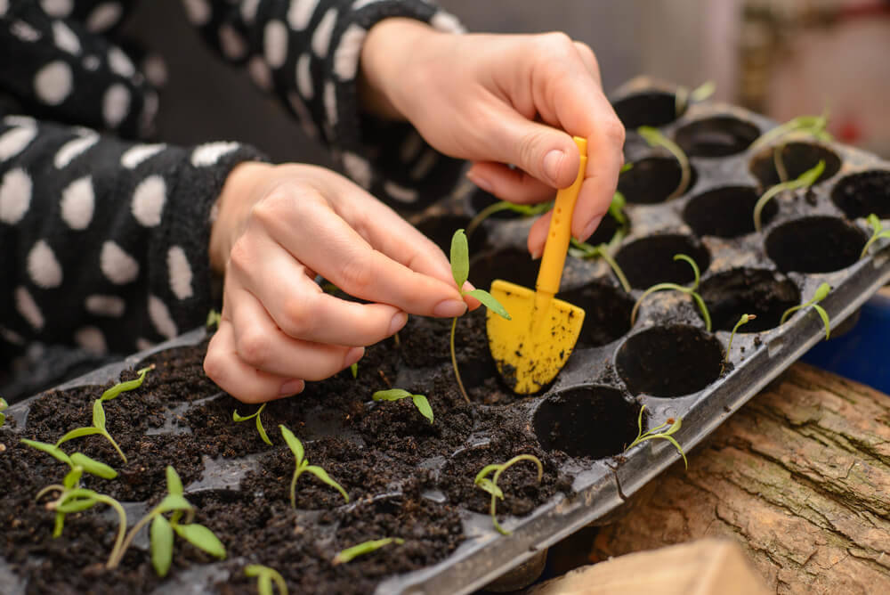 sow-your-seeds-log-cabins