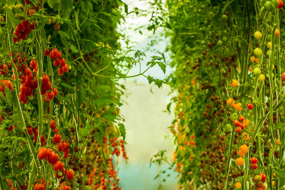 tomatoes-in-wooden-shed