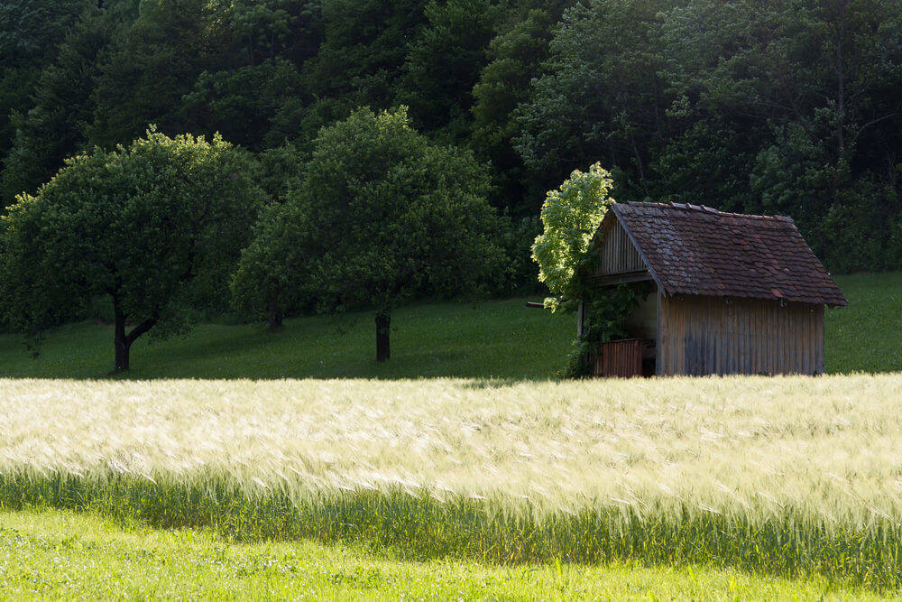 10 of the Best Vegetables and Fruits For Pre-Spring Growing In Your Wooden Shed