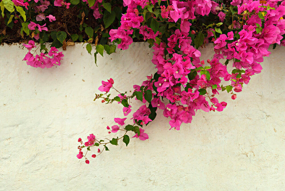 Bougainvillea-mobile-home