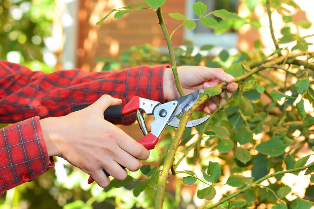 climbing-plants-care-mobile-home