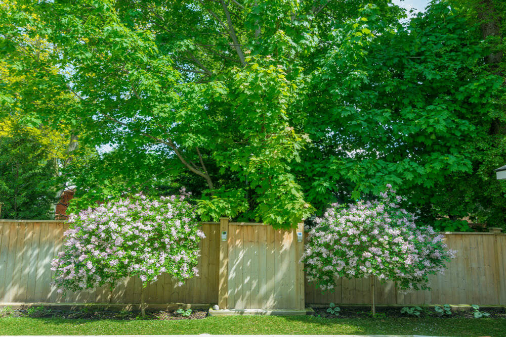 Dwarf-Lilacs-mobile-home