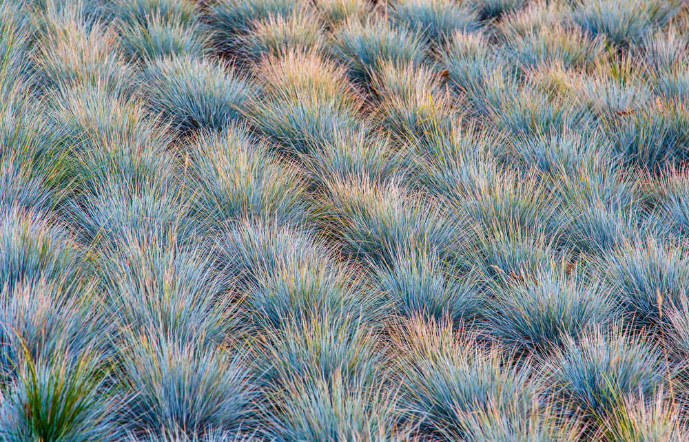 Elijah-Blue-Fescue