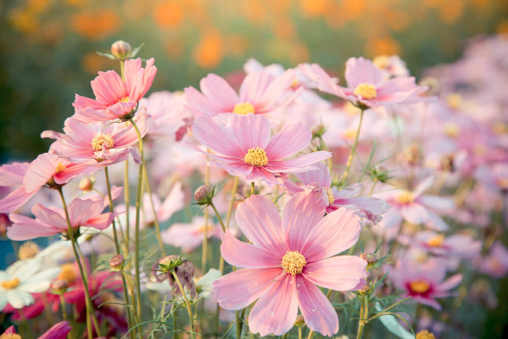 cosmos-flower-mobile-home (1)