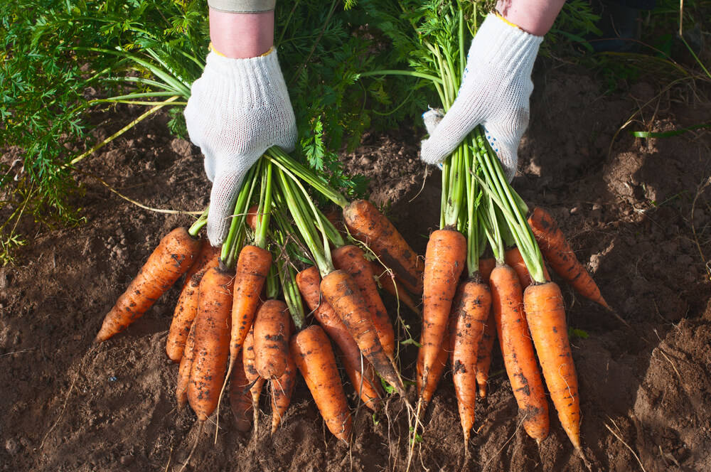 carrots-mobile-home