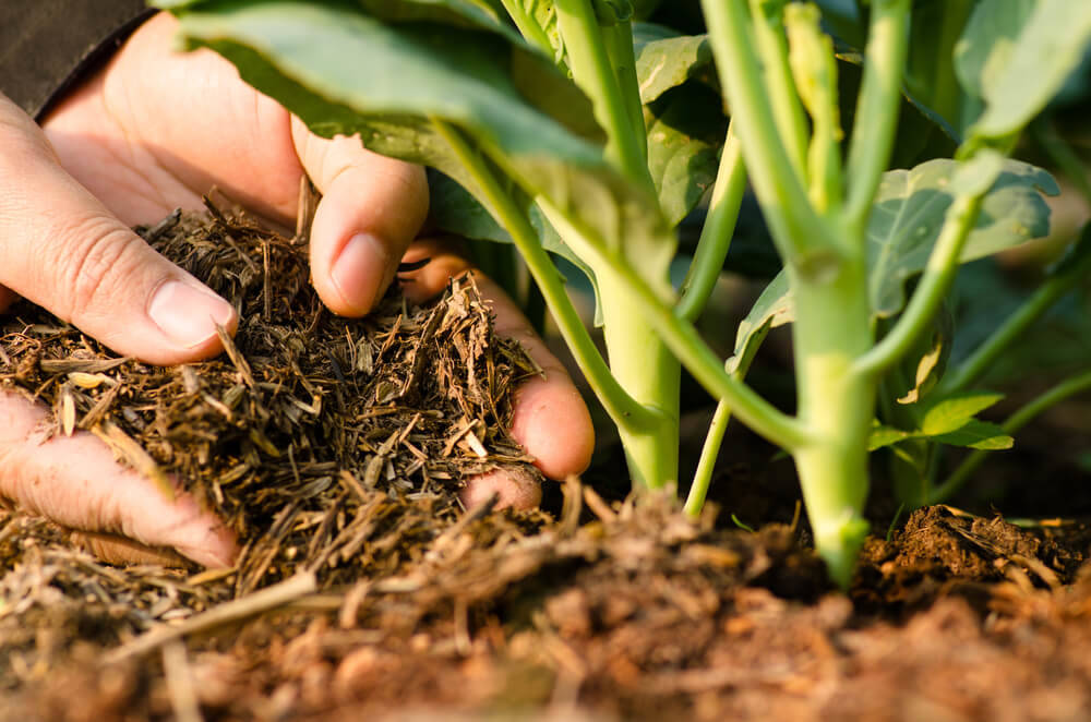 compost-vegetables-wooden-shed