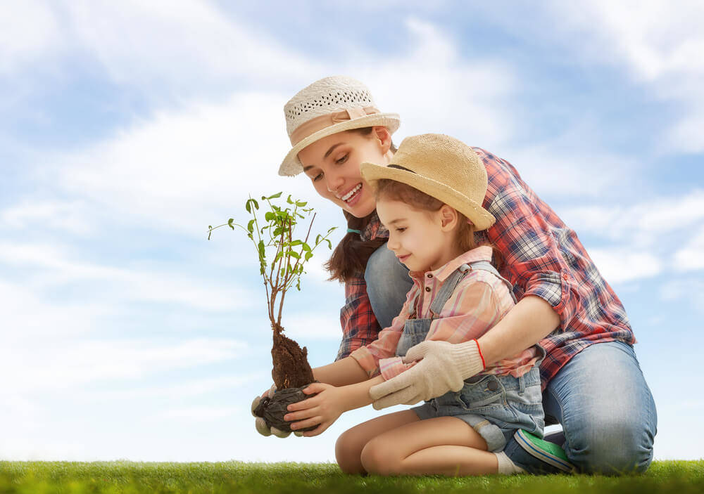 How to Plant Trees Near Your Log Cabin