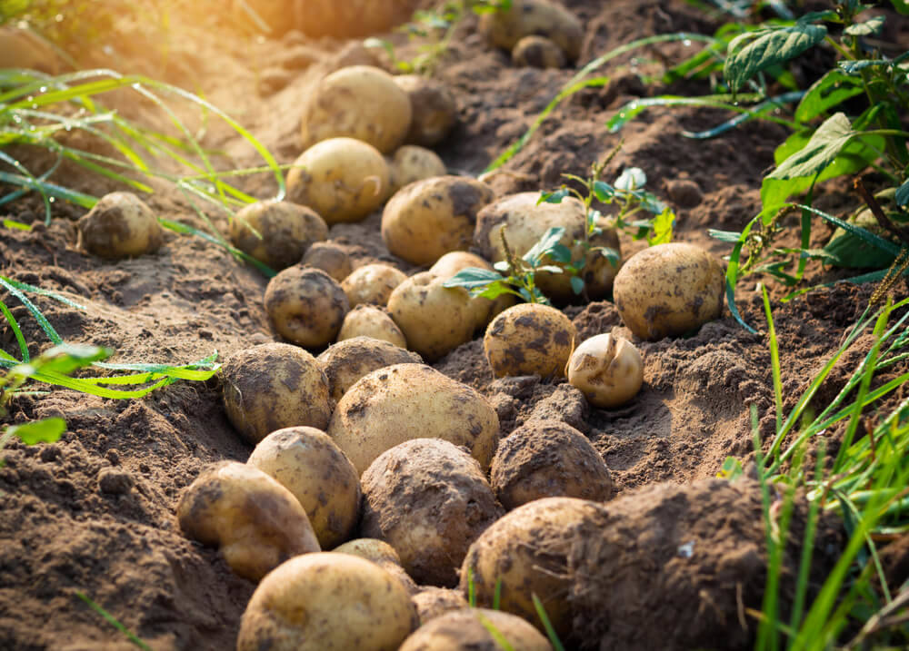 potatoes-mobile-home