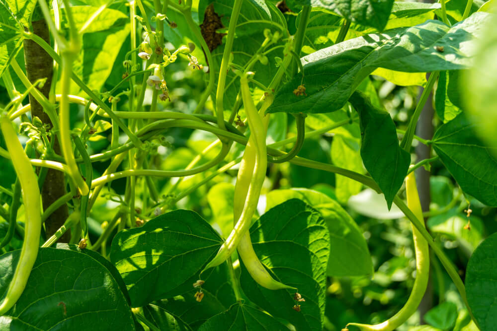 runner-beans-mobile-home