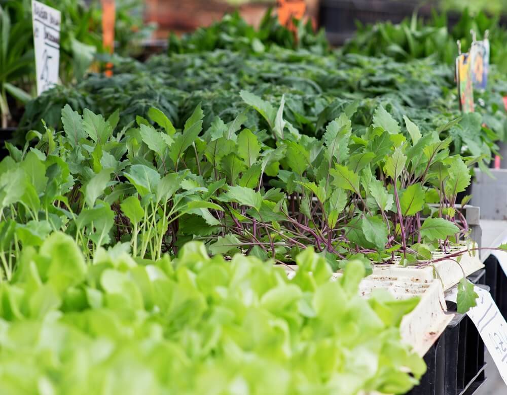 Mobile Home Garden: The 10 Most Useful Vegetables to Plant