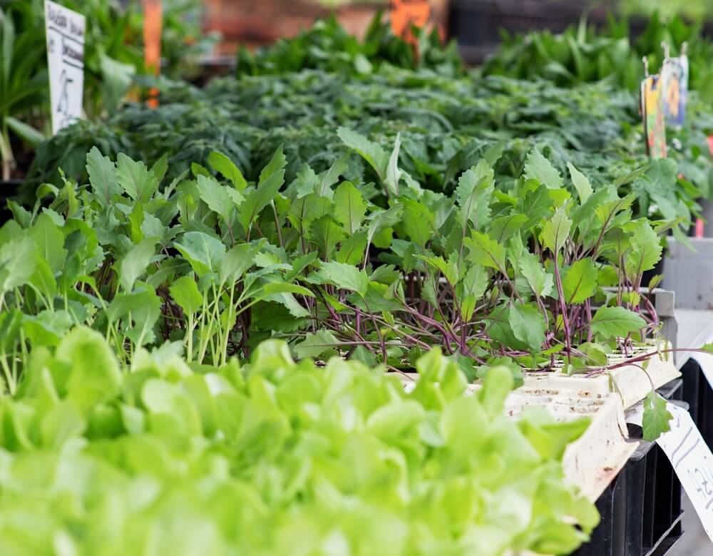 The 10 Most Useful Vegetables To Plant Pineca