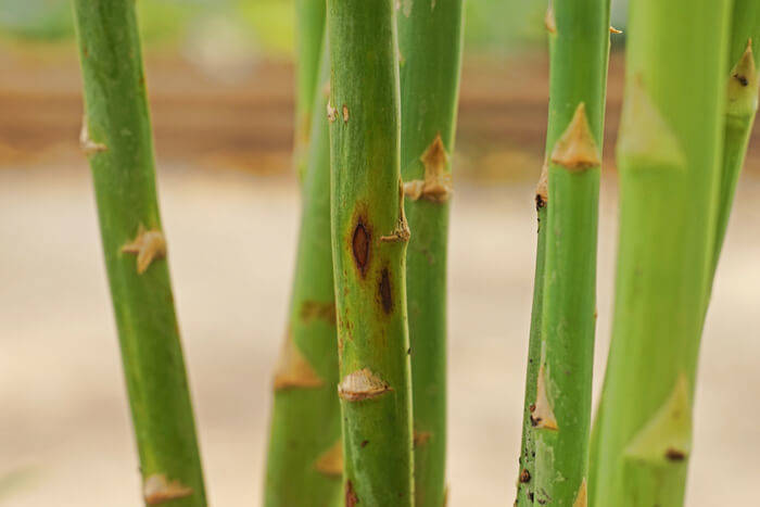 Disease asparagus