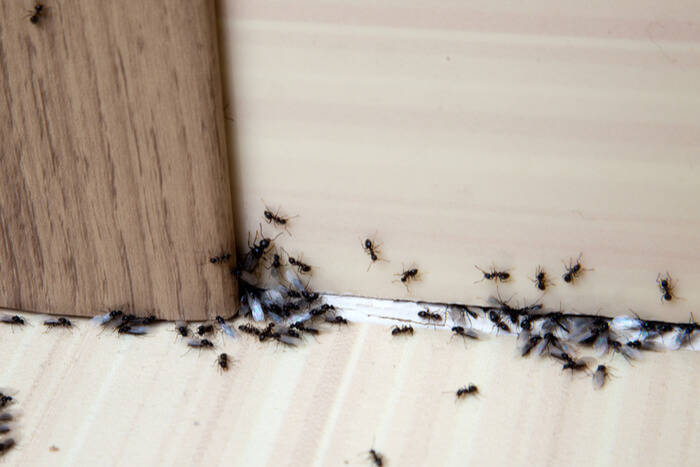 How to Protect Your Log Cabin and Garden from Ants