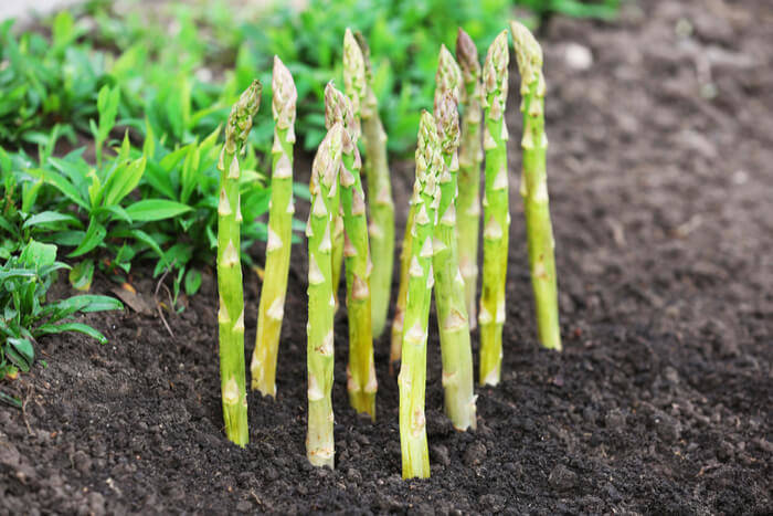 asparagus growing area