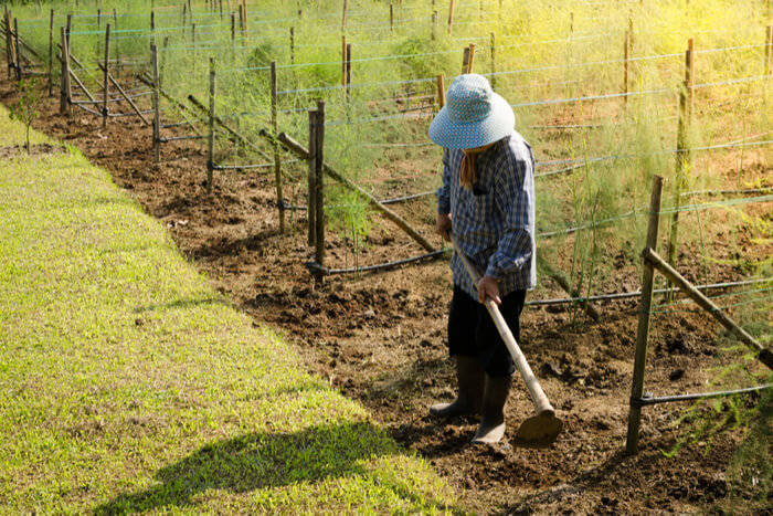 asparagus maintenance