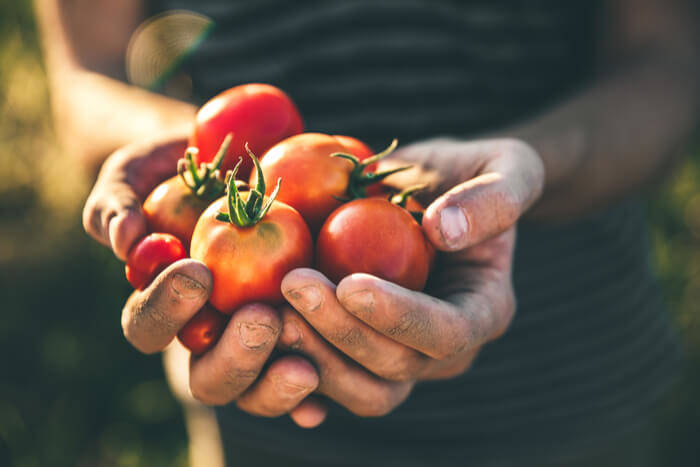 fast growing tomato