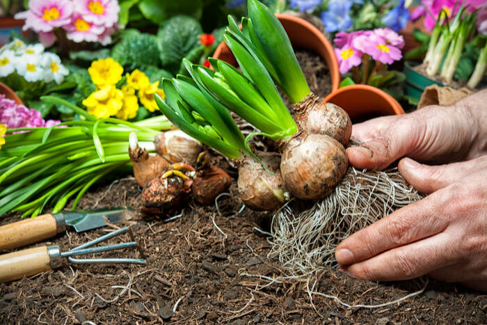 flower-bulbs-garden-plants