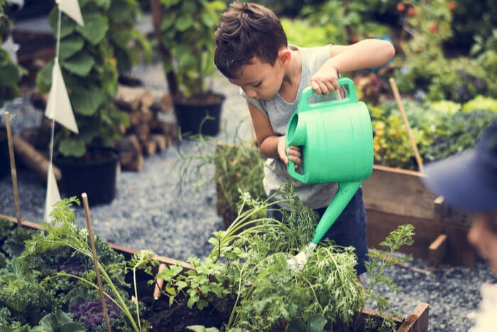 How to Take Care of Garden Plants in the Summer