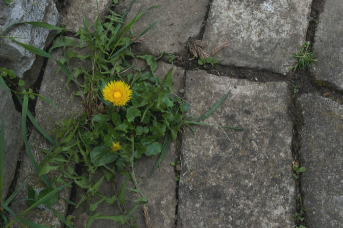 How to Protect the Yard from Weeds