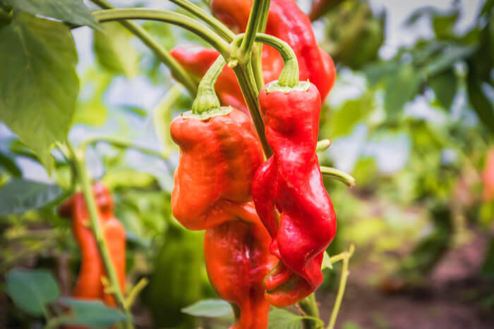 pepers-greenhouse-vegetables