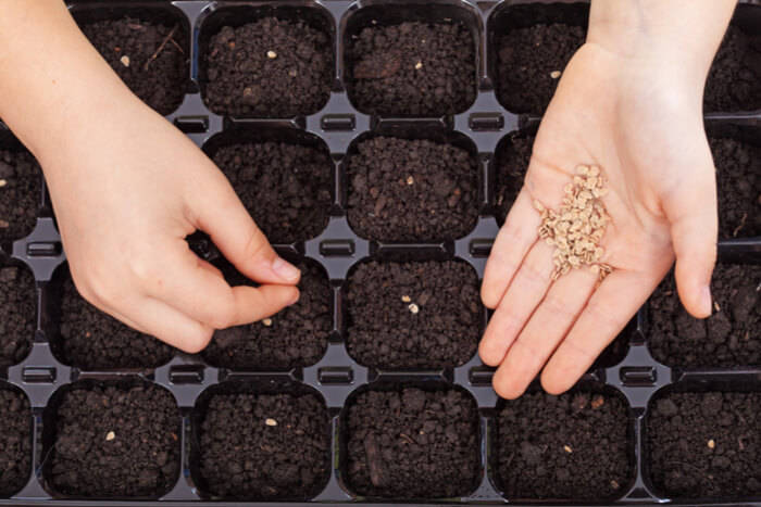 seed trays tomato growing