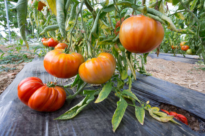 tomato growing mulch