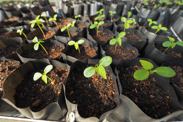 tomato growing plastic bags