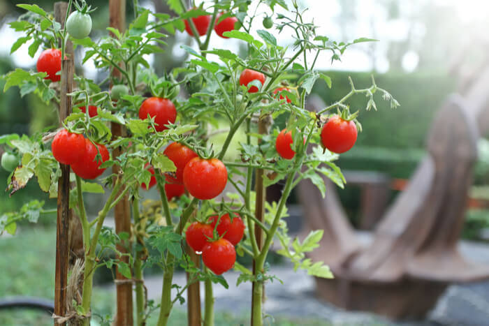 tomato growing