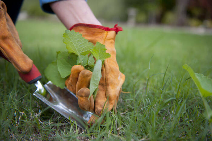 How to Become a Master Gardener pull out weeds