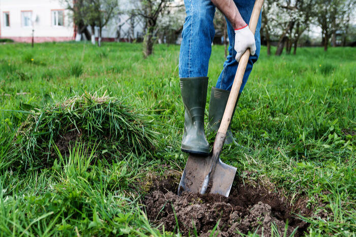 How to Plant Bare Root Trees dig hole