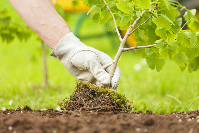 How to Plant Bare Root Trees