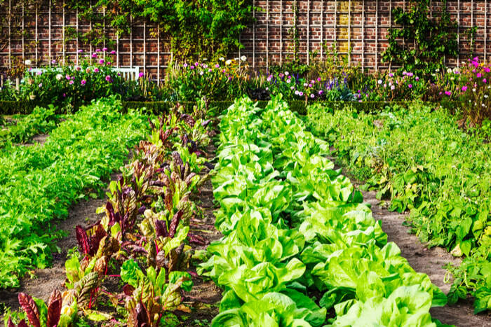 How to Start a Vegetable Garden | Pineca.com