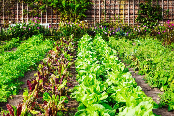 front yard vegetable garden