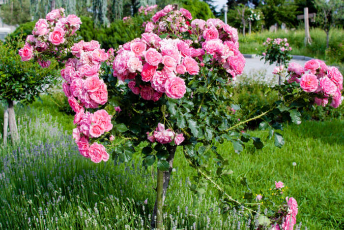 how to grow roses tree