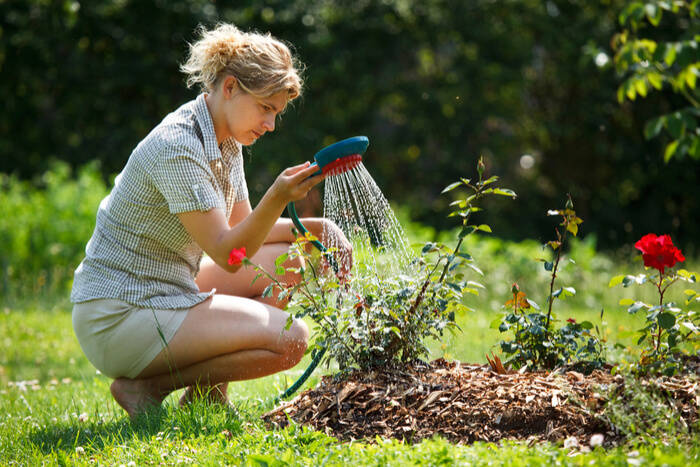 how to grow roses watering