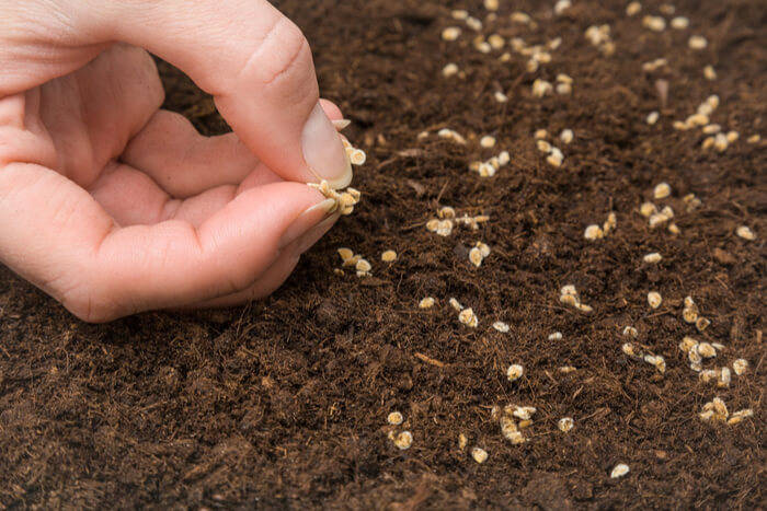 how to plant a garden seeds