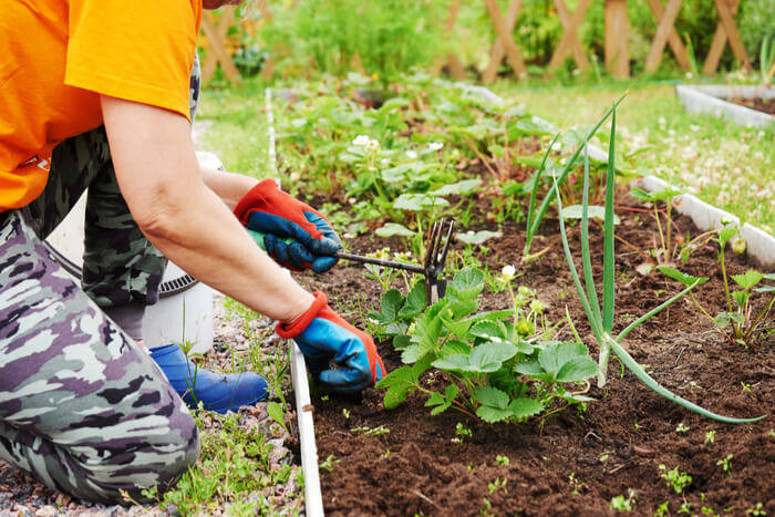 how to plant a garden start small