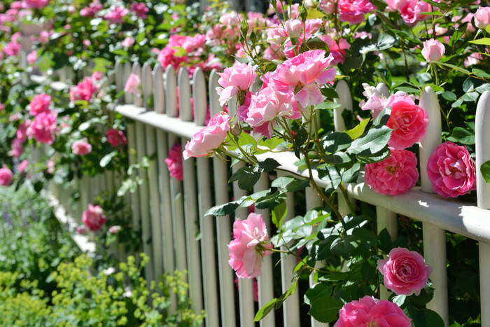 how to plant roses airflow