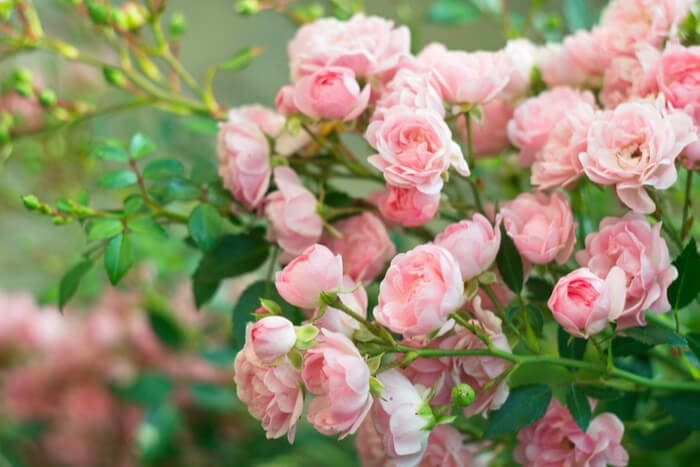 how to plant roses