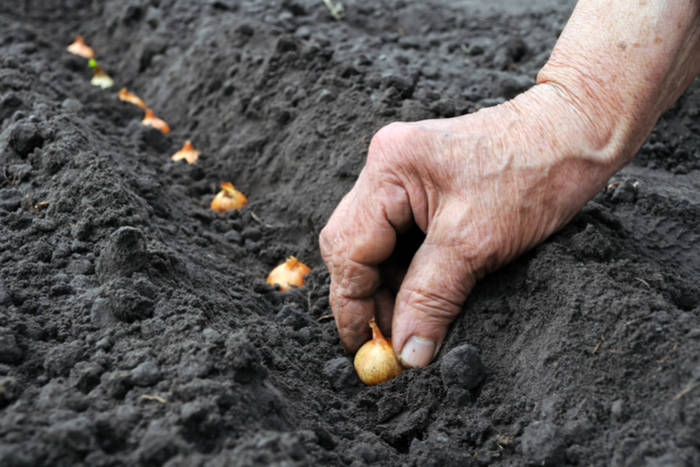 How to Start a Vegetable Garden