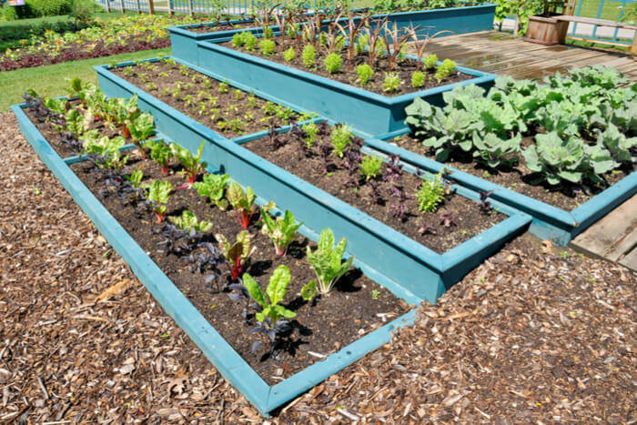 july vegetable garden