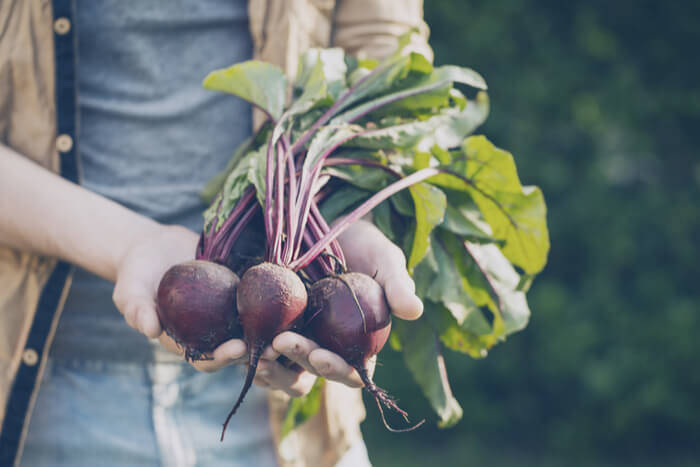 vegetable garden beginers