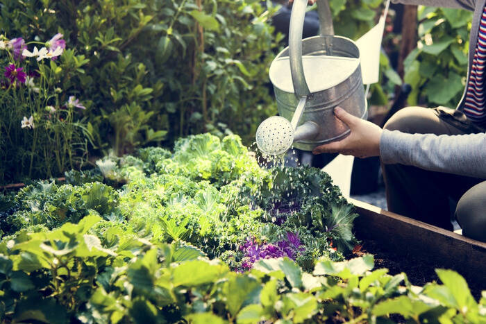 vegetable garden watering