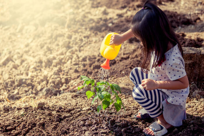 water the tree How to Plant Bare Root Trees