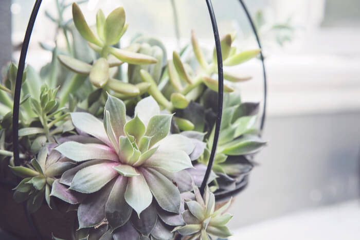 Hanging Succulents indoor gardening ideas