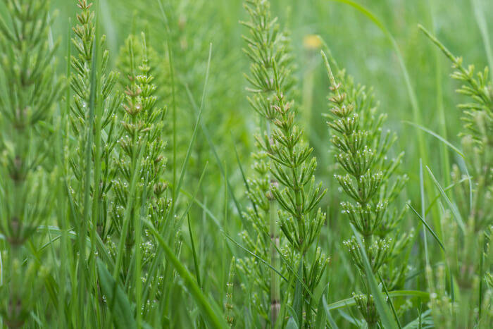 Horsetail biodinamic gardening