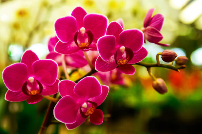 How to Plant Orchids