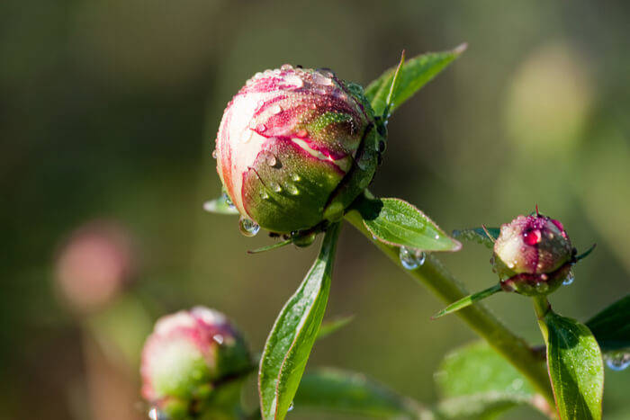 How to Plant Peonies 2